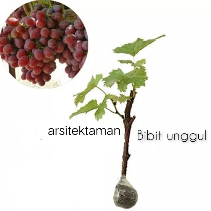 BIBIT ANGGUR IMPORT SIAP BERBUAH - bibit anggur hijau dan merah - Merah