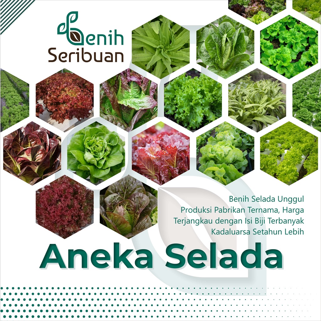 BENIH SERIBUAN - Aneka Bibit Selada Tanaman Sayur Sayuran Hidroponik Varian Unggulan