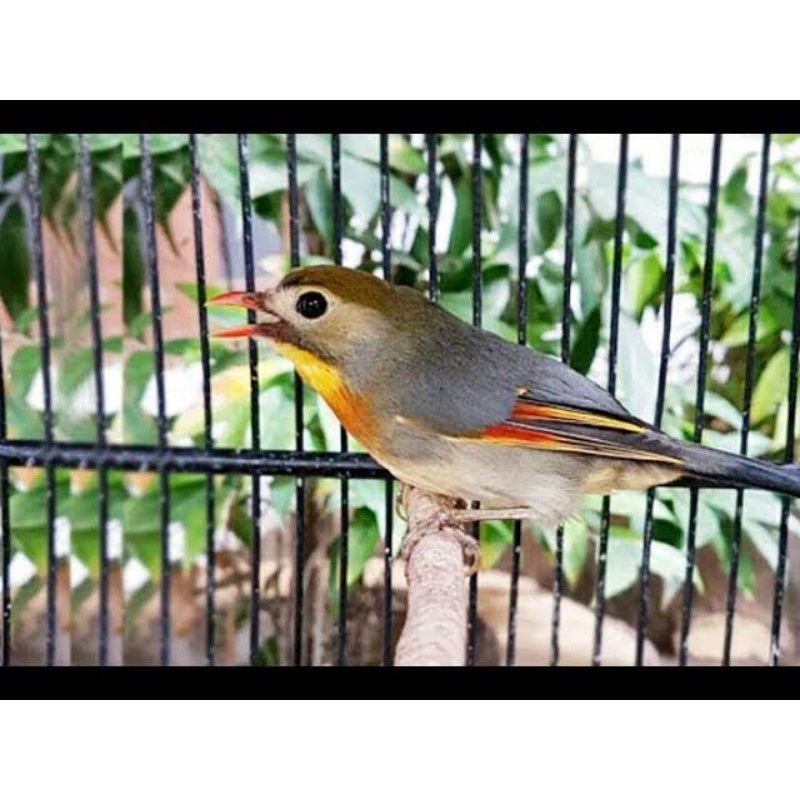 Burung Robin import Jantan pilihan