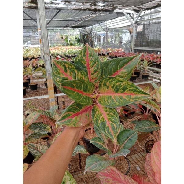 PROMO AGLONEMA  Aglaonema Mahameru