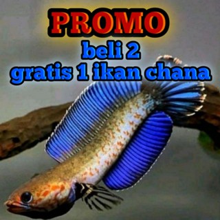Image of Andrao 4-5 cm full pelet beli 2 gratis 1cana