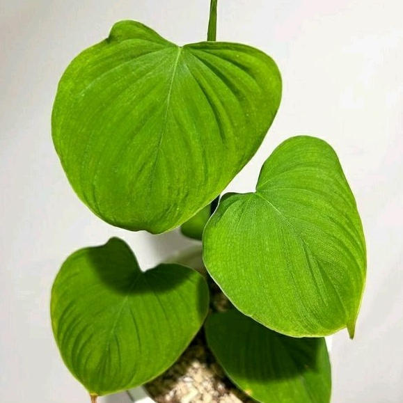 philodendron fibrae - fibraecataphyllum