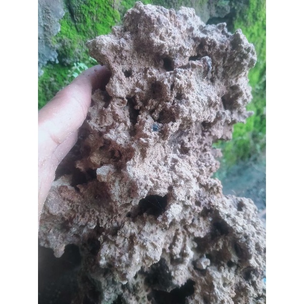 batu karang untuk bonsai