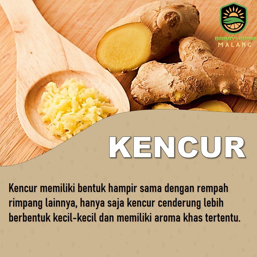

Kencur Empon mpon Bumbu Rempah Utuh 250 500 gr / 1 kg