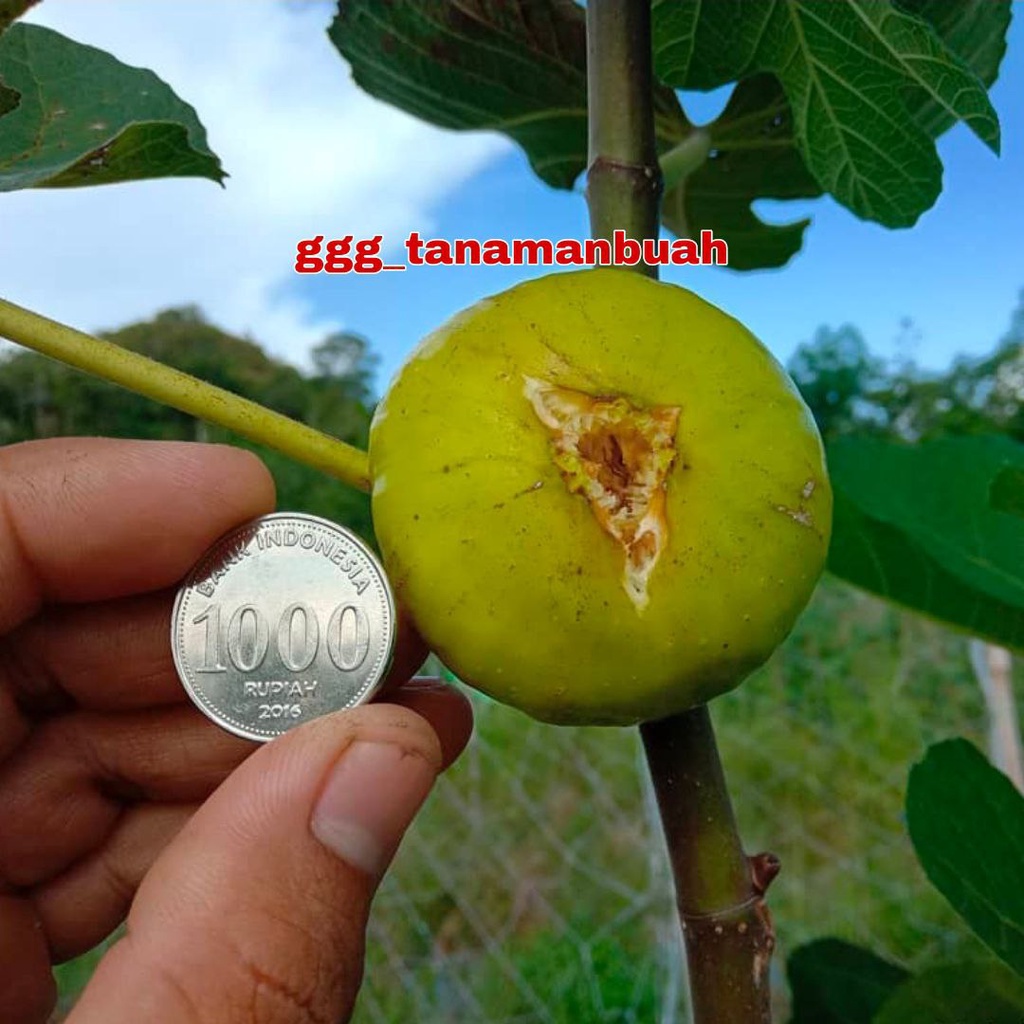 Bibit Buah Tin LSU Golden Celeste