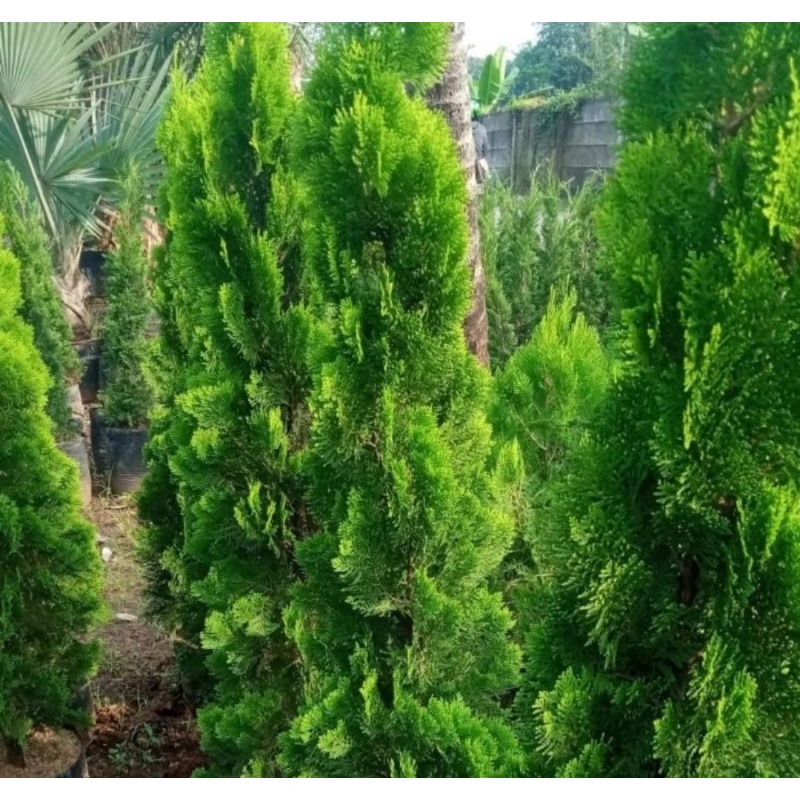 pohon cemara kipas 1meter