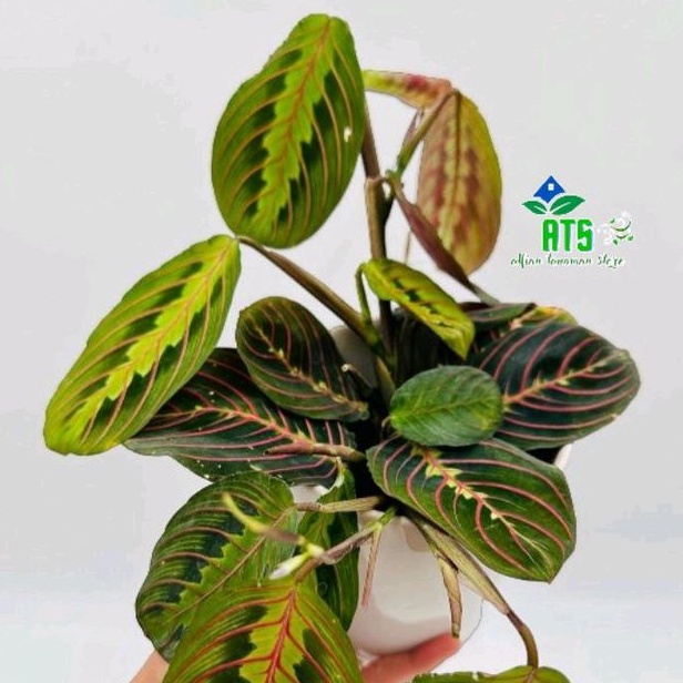 calathea striped pink - tanaman hias calathea striped pink - calathea udang