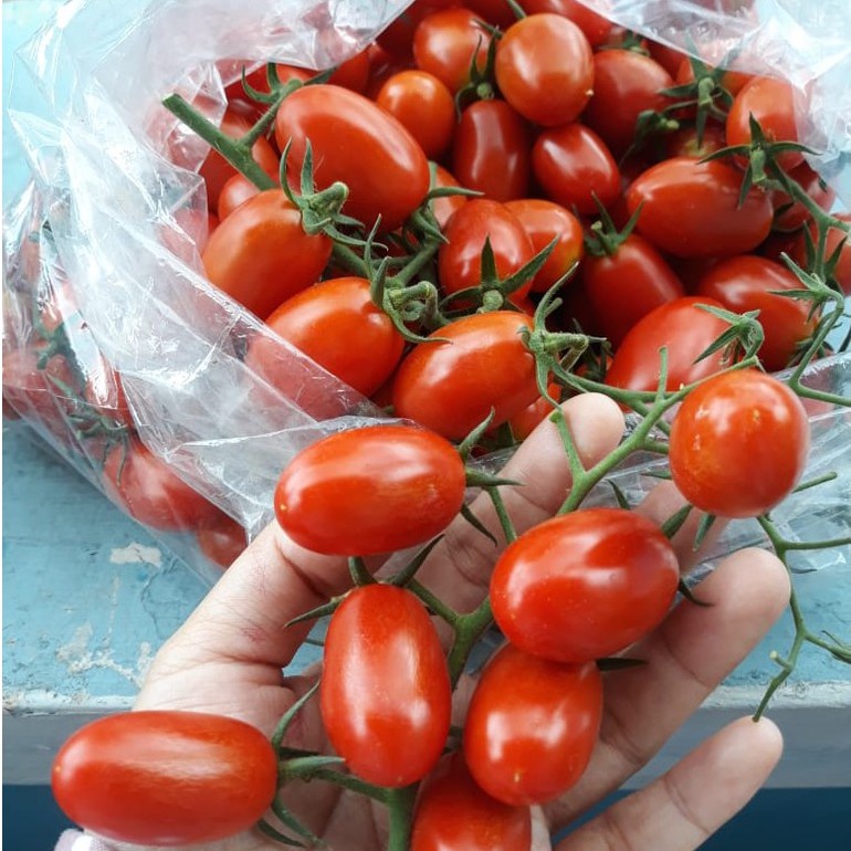 Benih Seribuan - 12 Bibit Sayuran Tomat Cherry Tropical Ruby F1 Hibrida