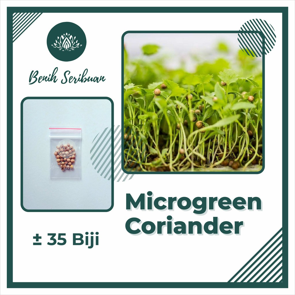 Benih Seribuan - 35 Bibit Microgreen Coriander Ketumbar Sprout Organik Unggul