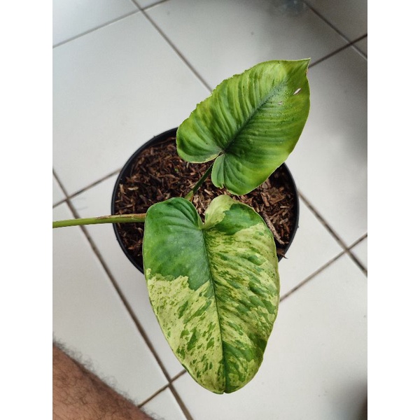 homalomena variegata marble