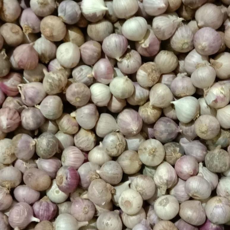 

TERBAIK H897 Bawang putih tunggal kecil 1kg impor murah た