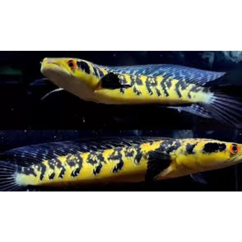 mata merah maru ys isitimewa promo 3_7cm