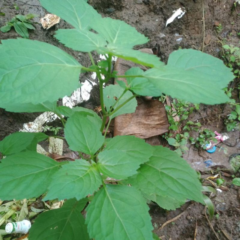 

daun nilam 100 gram