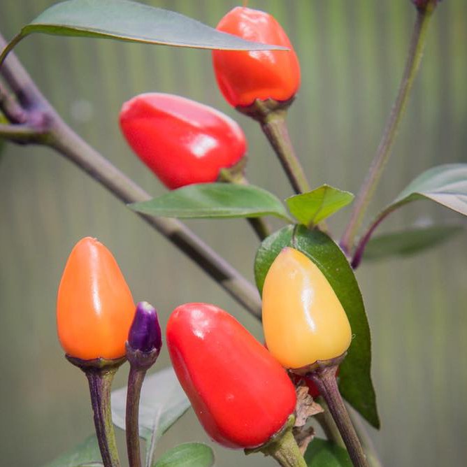 Benih Seribuan - 2 Bibit Cabe Pelangi Bolivian Rainbow Unggul