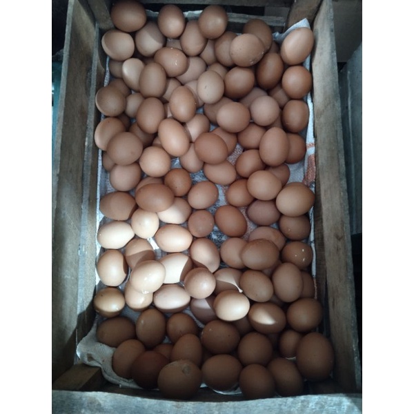 

telur