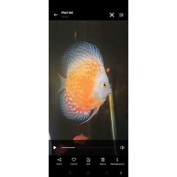 Discus Raflesia 3 in HB