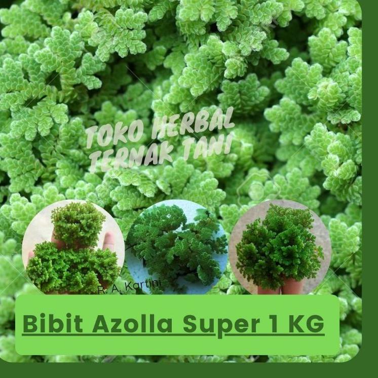 >V44859) Bibit azolla pinnata benih azola microphyla pakan alternatif 1Kg