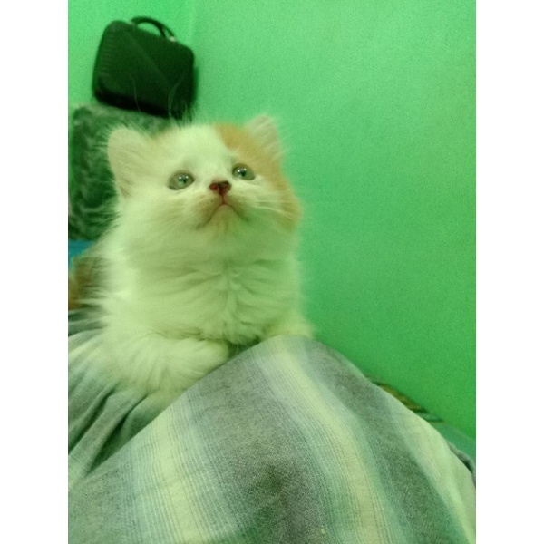 kucing Persia bulu kapas/kitten Persia bulu kapas/kucing lucu