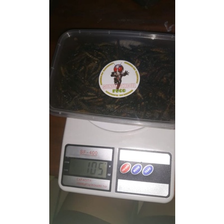 

Ulat Uler Jati Goreng Gurih Gunungkidul