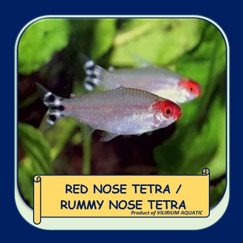 IKAN HIAS AIR TAWAR - RED NOSE TETRA / RUMMY NOSE TETRA
