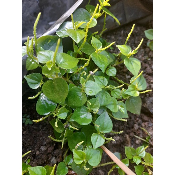 

Daun Sirih Cina 250 gram