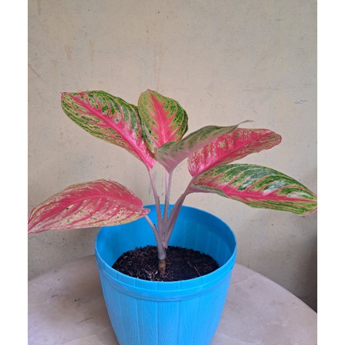 Aglonema Andini Dewasa - Jumbo