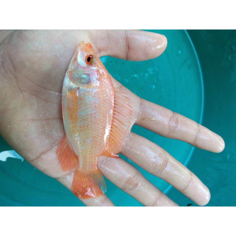 Bibit ikan nila Bangkok merah size nyilet