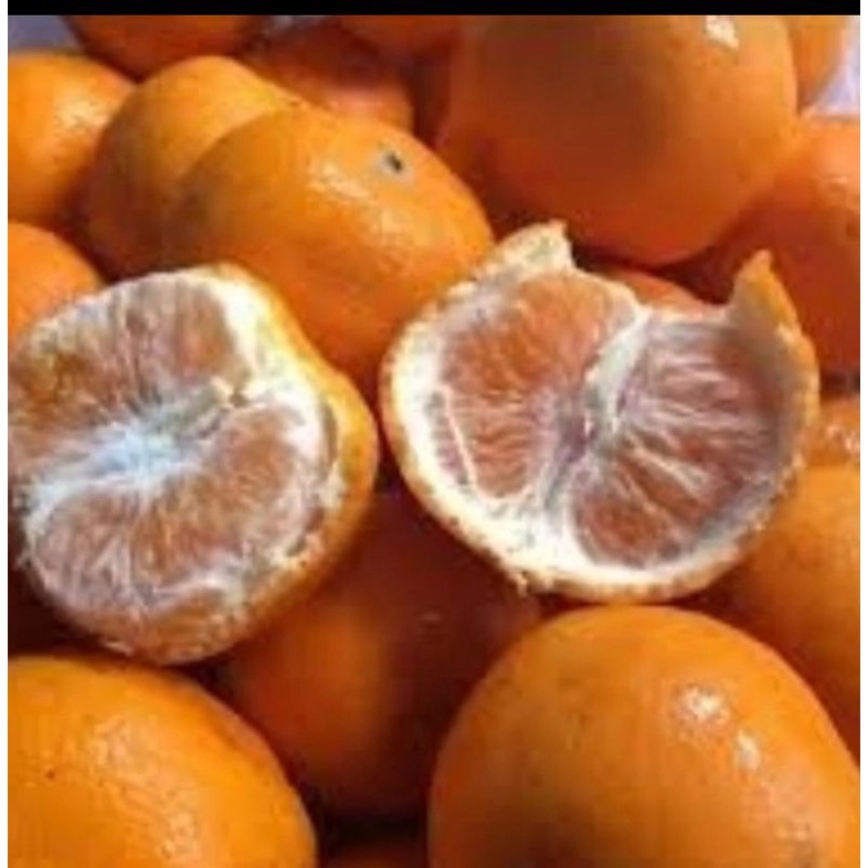 

Jeruk kino pakistan / 1kg