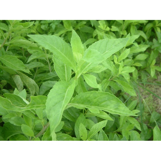 Bubuk Daun Sambung Nyawa 500 g Serbuk Sambung Nyowo Simplisia Gynura procumbens Powder