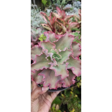 Sukulen Cantily merah