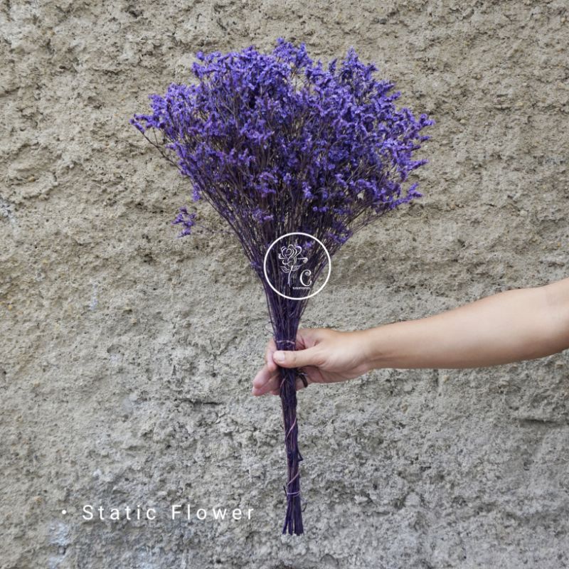 limonium caspea dried bunga kering Eternal Flower Limonium Awetan Preserved Flower import