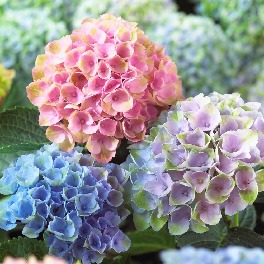 Benih Bibit Biji - Bunga Hydrangea Mix Warna Hortensia Flower Seeds - IMPORT