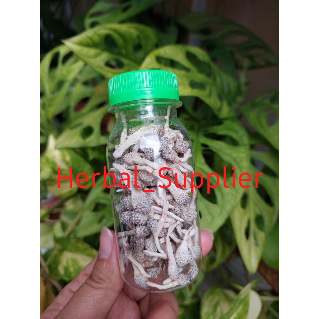 Maju Makmur Empot Ayam Putih - Mpot Ayam Premium