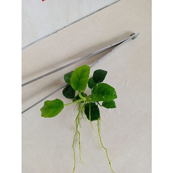 Anubias nana