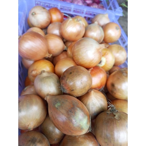 bawang Bombay 1kg