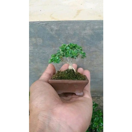 bonsai sancang hidup dari cangkok 20k