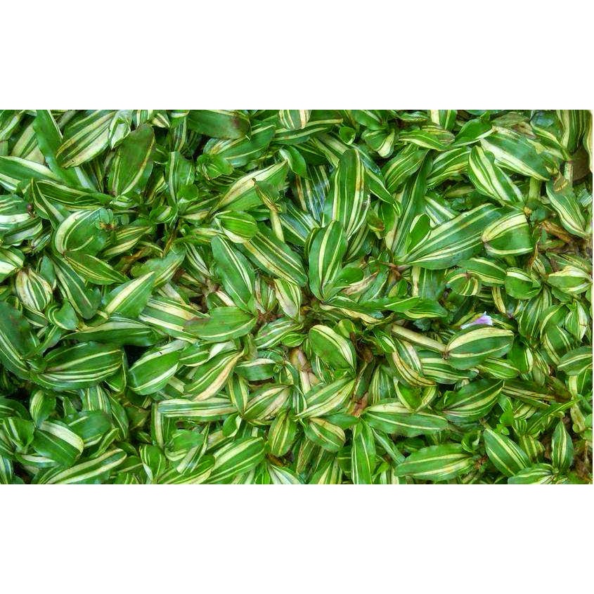 Tanaman Rumput Gajah Variegata Per 1 Meter - Rumput Gajah Var Per 1 Meter Persegi