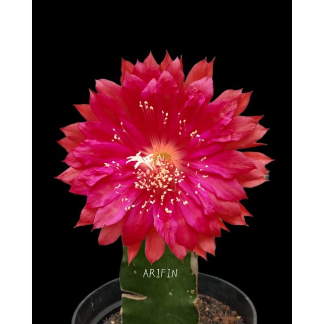 Tanaman Hias Wijaya Kusuma Hibrid ID BOB GRIMSHAW