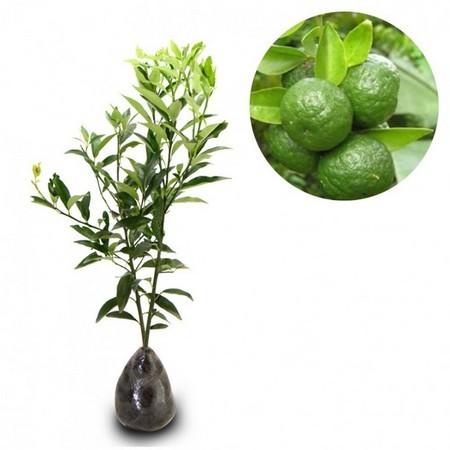 bibit buah jeruk limau / tanaman buah jeruk limau
