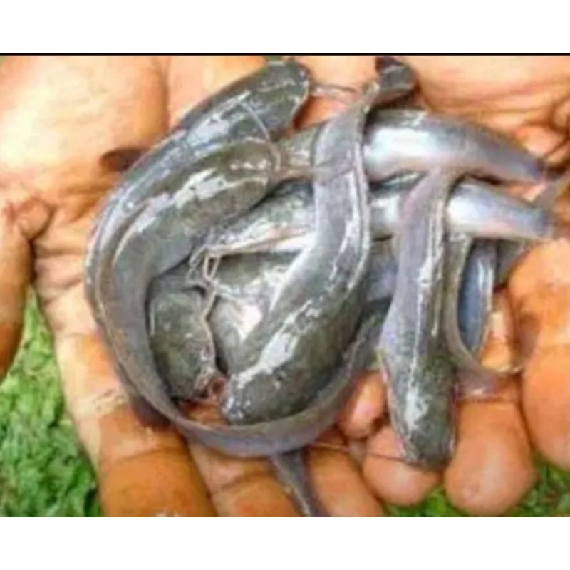 bibit ikan lele  11-12