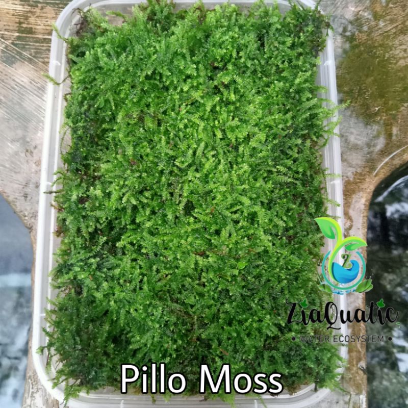 Moss Paludarium Terarium - Pillo Moss/Weeping darat Porsi 12×20cm