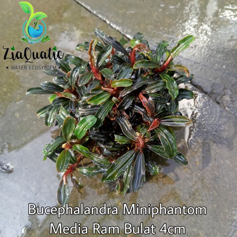 Tanaman Aquascape Bucephalandra Miniphantom Media Ram Bulat Diameter 4cm - Tatakan Bonsai