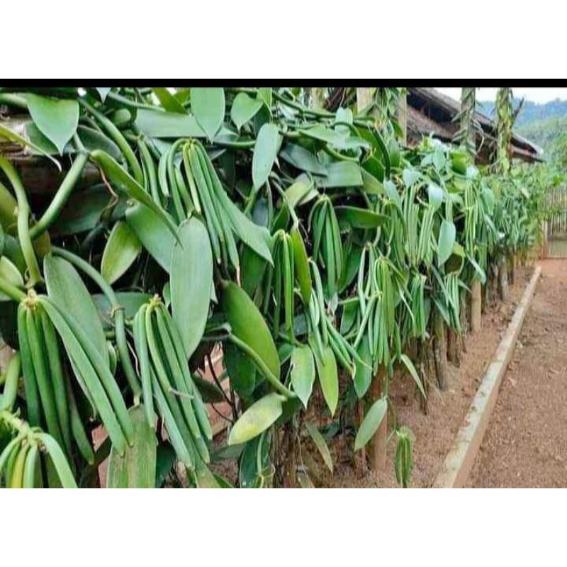 Bibit vanili / plani super unggul