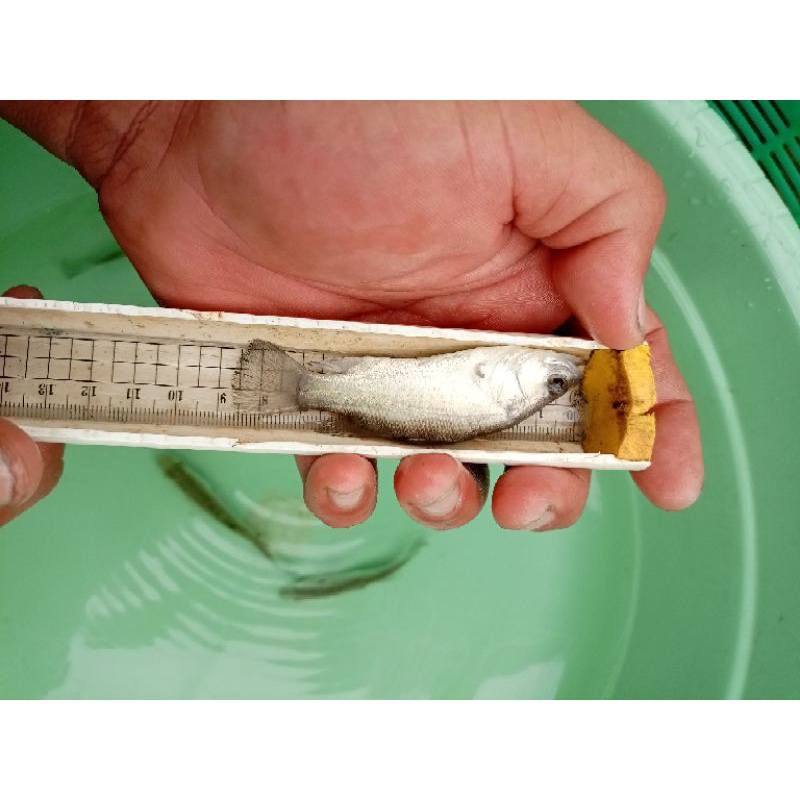 paket 8 ekor ikan kakap putih baramundi full air tawar 9/10cm