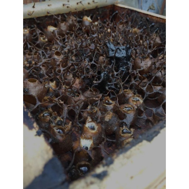 

madu galo galo/kelulut