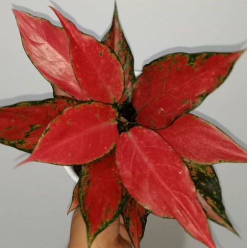 Hiasan Aglonema Red Ruby Garuda Dewasa