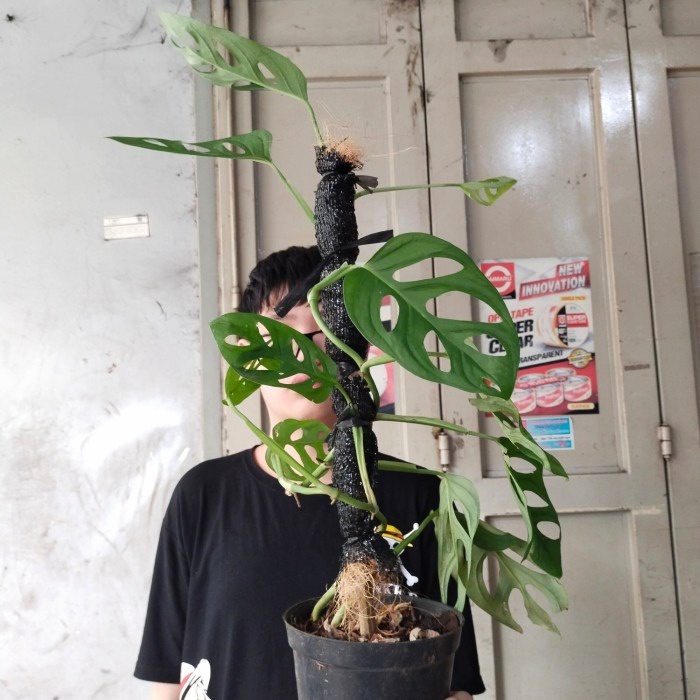 Tanaman Hias Janda Bolong besar, instan bandung, monstera