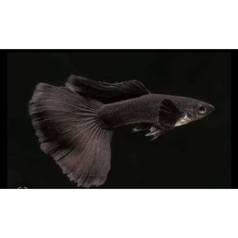 GUPPY BLACK MOSCOW PER EKOR JANTAN BETINA SEPASANG INDUKAN