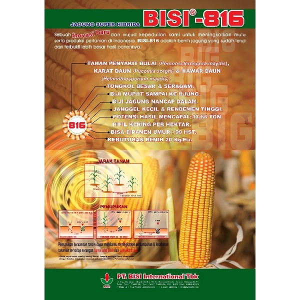 Promo Benih Jagung Hibrida Bisi 816 Kemasan 1Kg