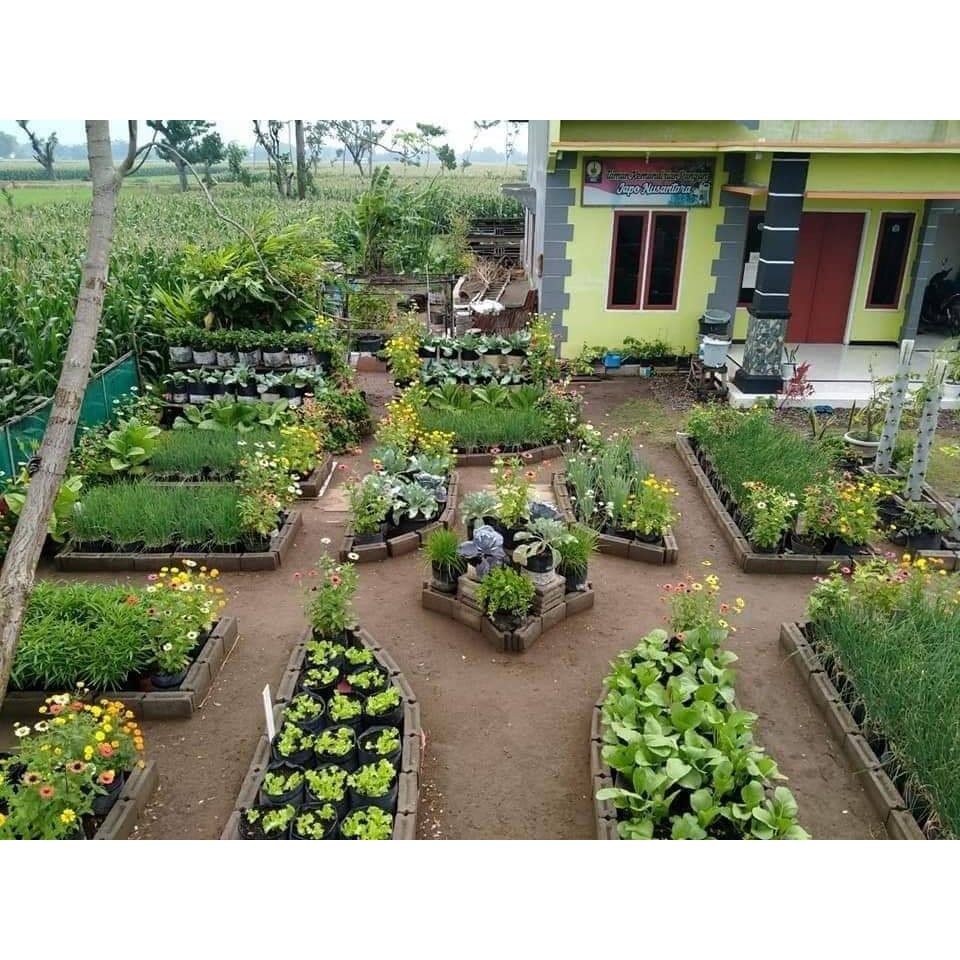 Bibit Sayuran Benih Sayur Sayuran Paket Lengkap Tanaman Hidroponik Kangkung Bayam Brokoli Cabe Rawit